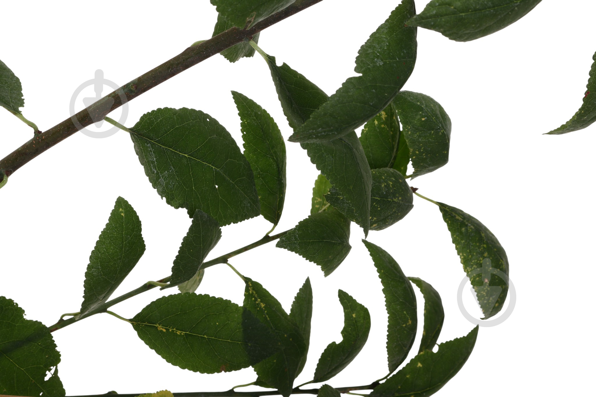 Саженец сливы 1р (C7) - фото 5