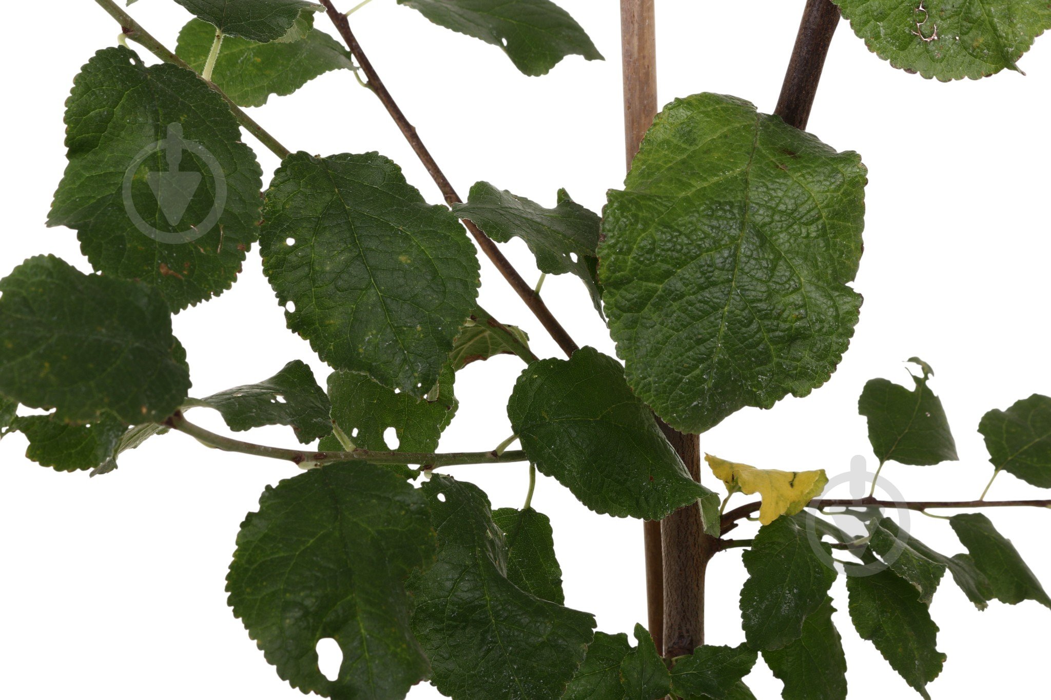 Саженец сливы 1р (C7) - фото 6