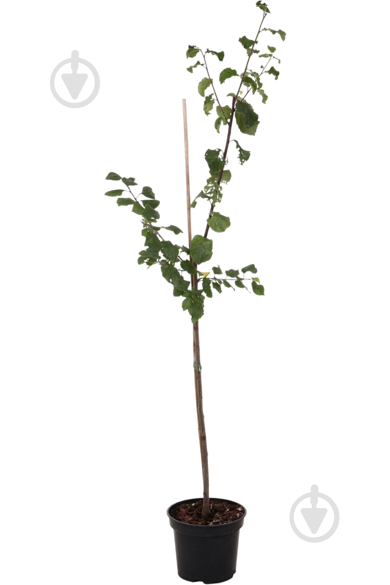 Саженец сливы 1р (C7) - фото 3