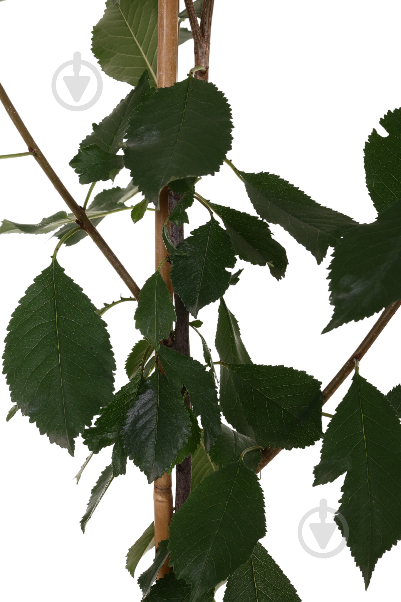 Саженец вишни 1р (C7) - фото 2 Саженец вишни 1р (C7) - фото 2