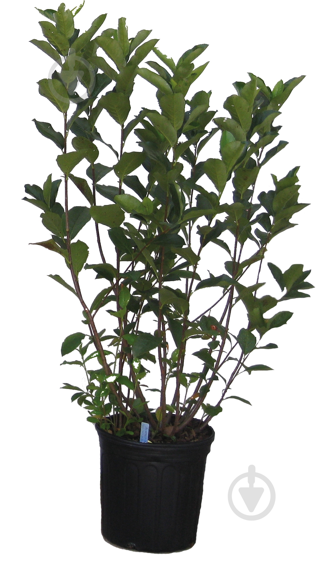 Саженец жимолости (3 л) - фото 1