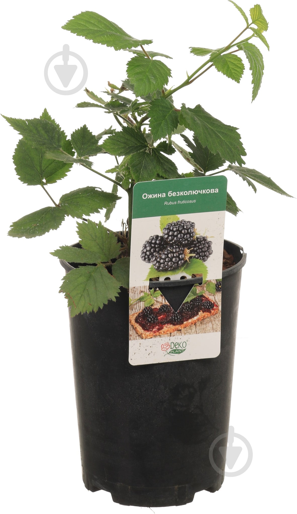 Саженец Декоплант Саженец ежевики (3 л) - фото 3
