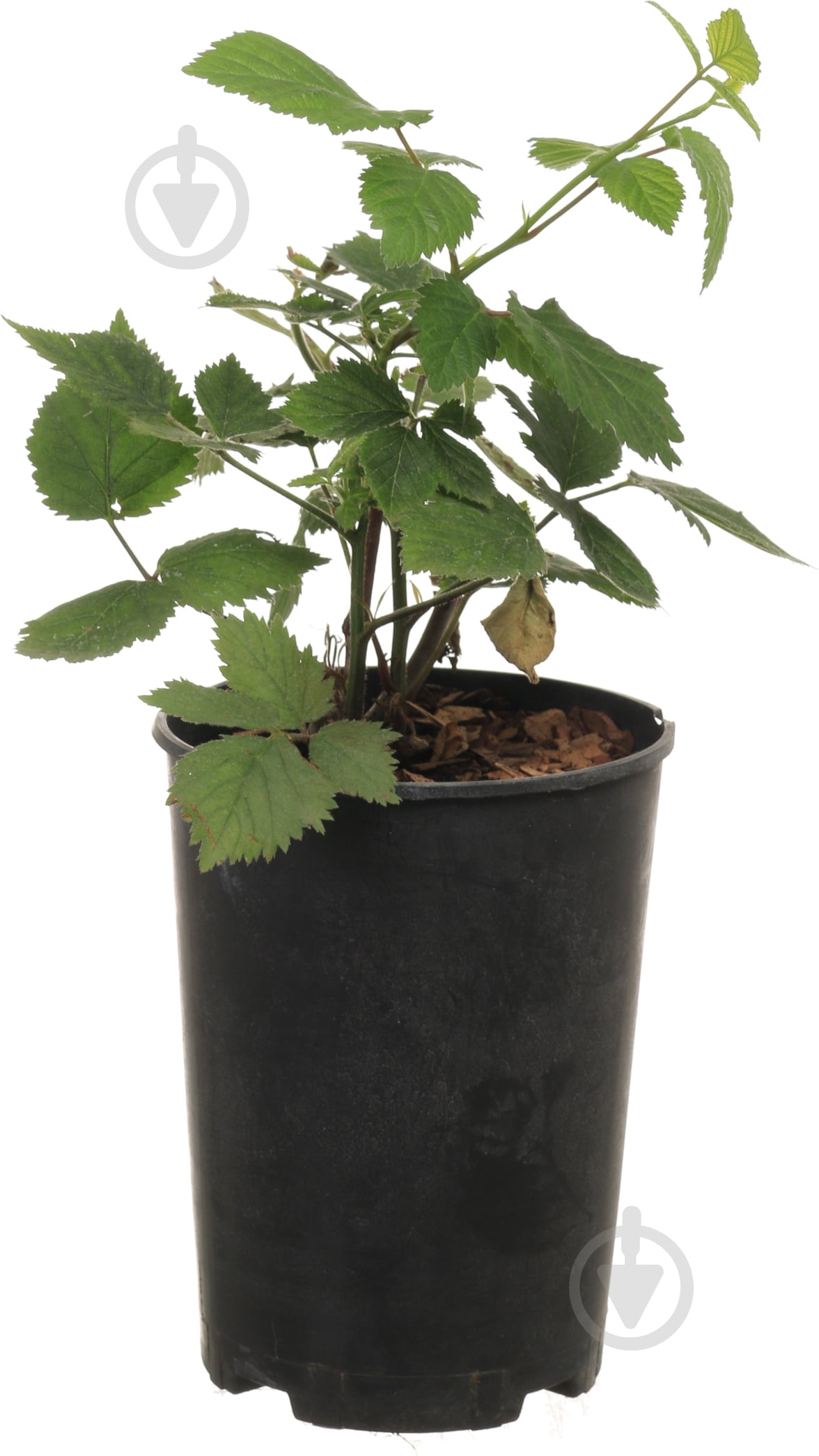 Саженец Декоплант Саженец ежевики (3 л) - фото 1