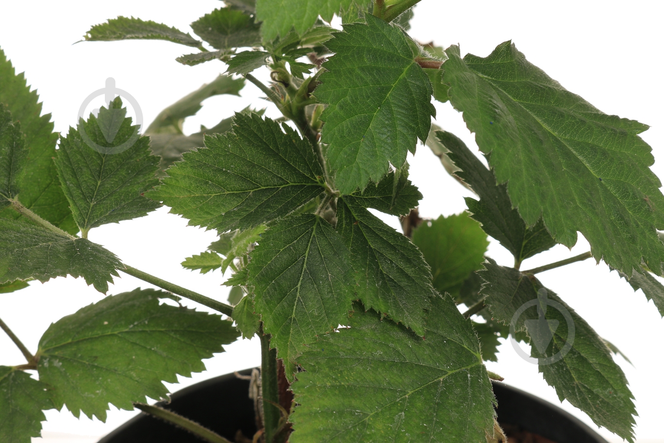 Саженец Декоплант Саженец ежевики (3 л) - фото 2