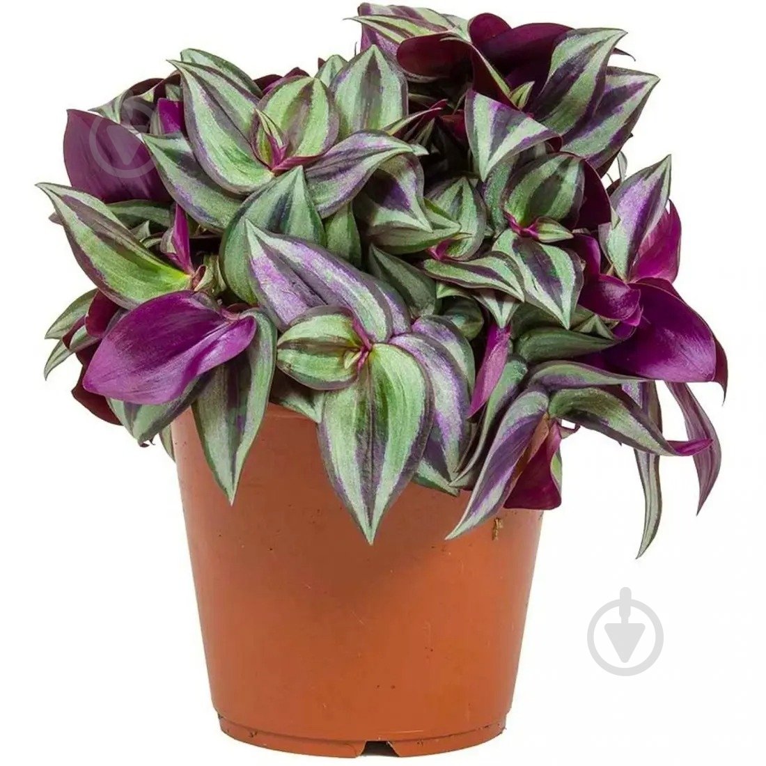 Растение Традесканция d13 - фото 1