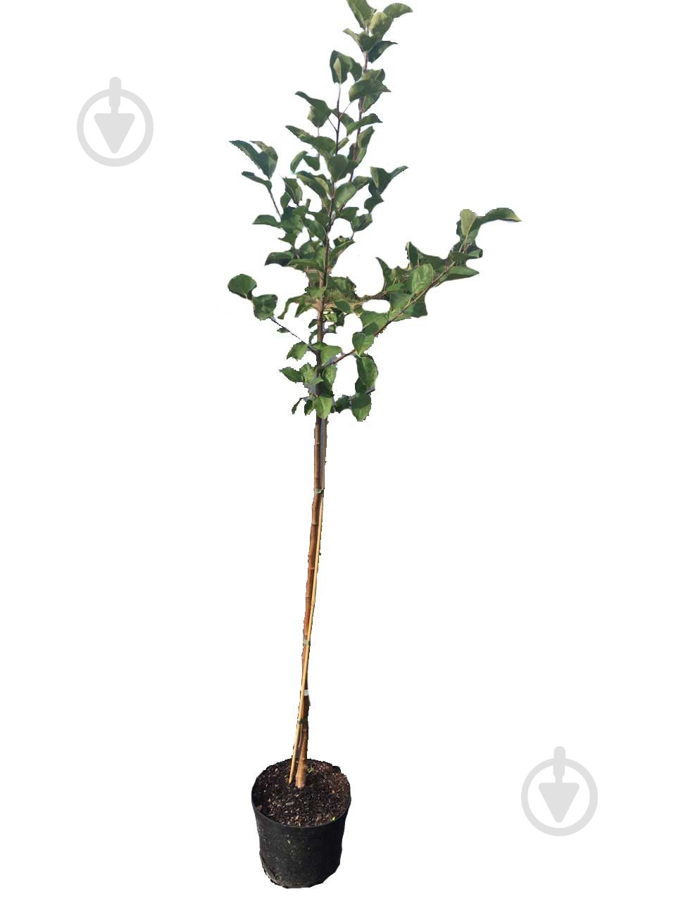 Саженец Саженец яблони двухлетний - фото 1