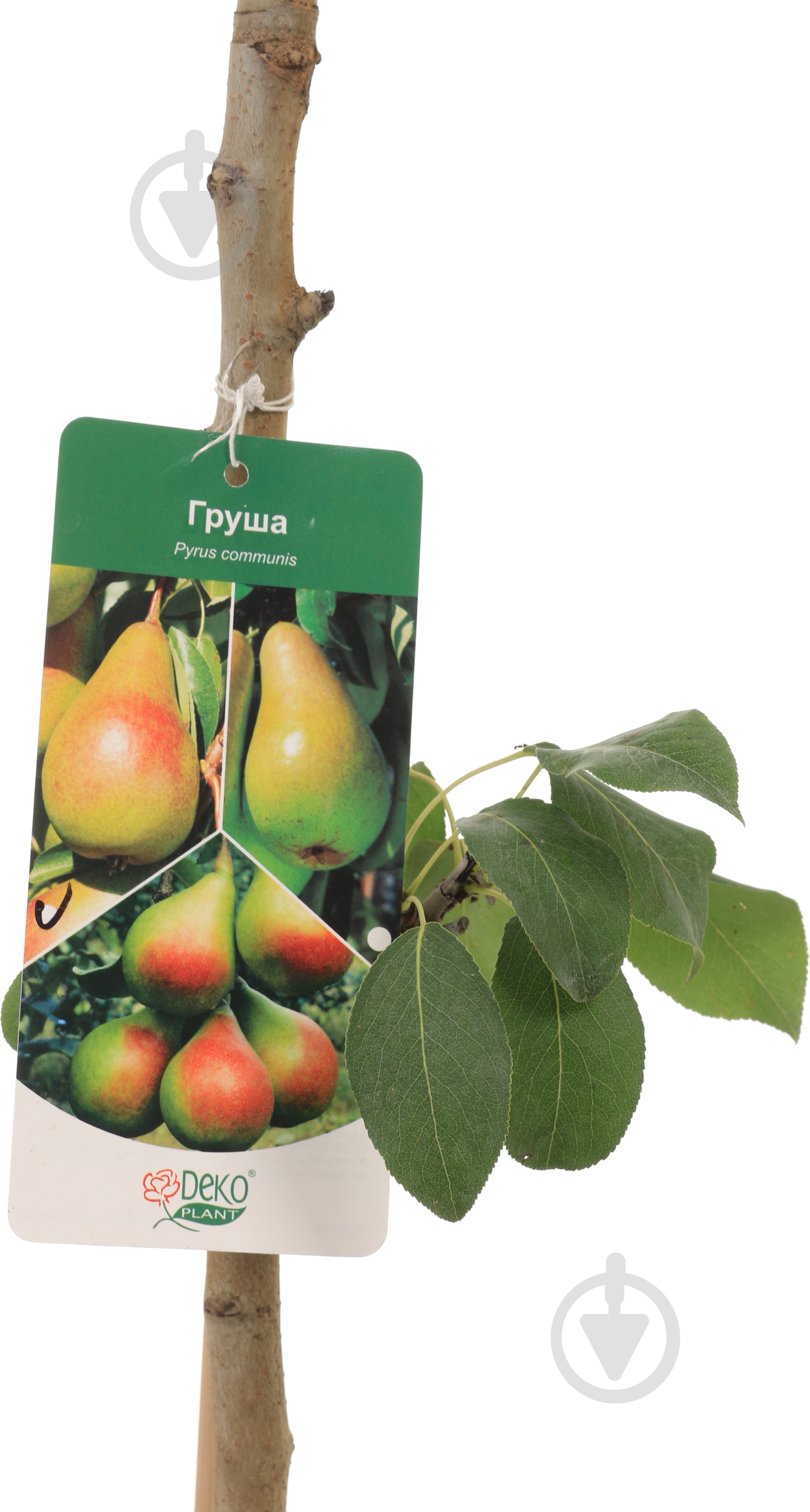 Саженец Декоплант груши 2р (C7) - фото 4