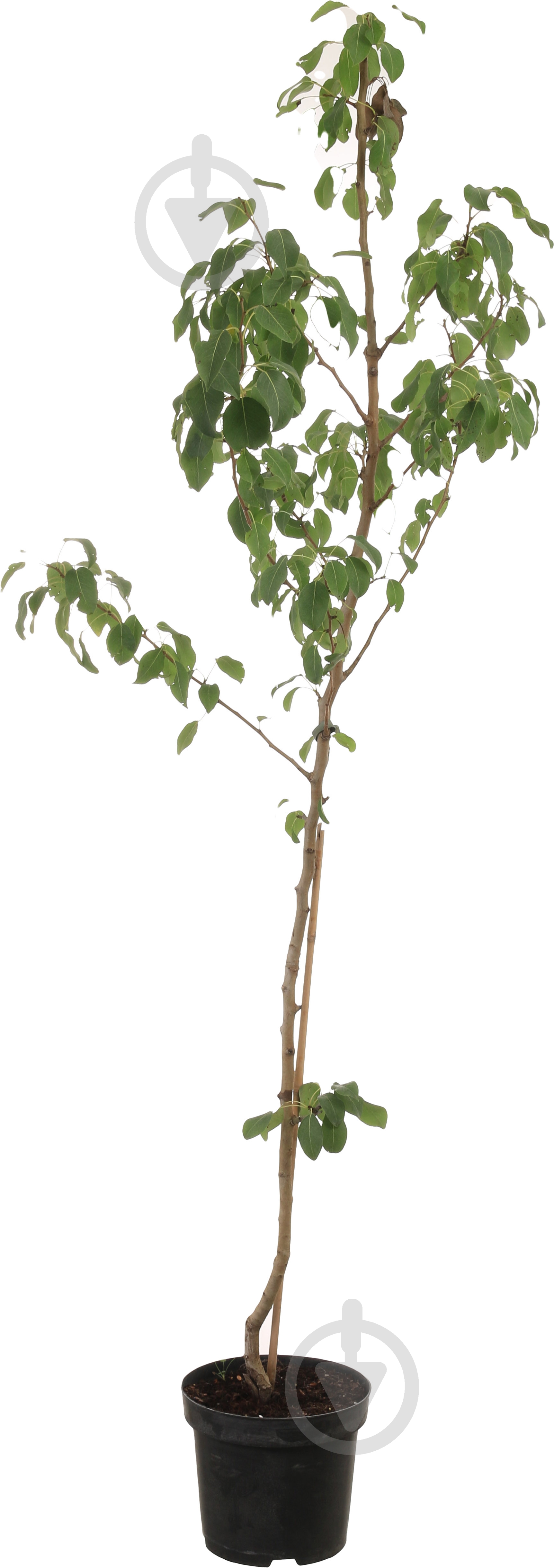 Саженец Декоплант груши 2р (C7) - фото 2