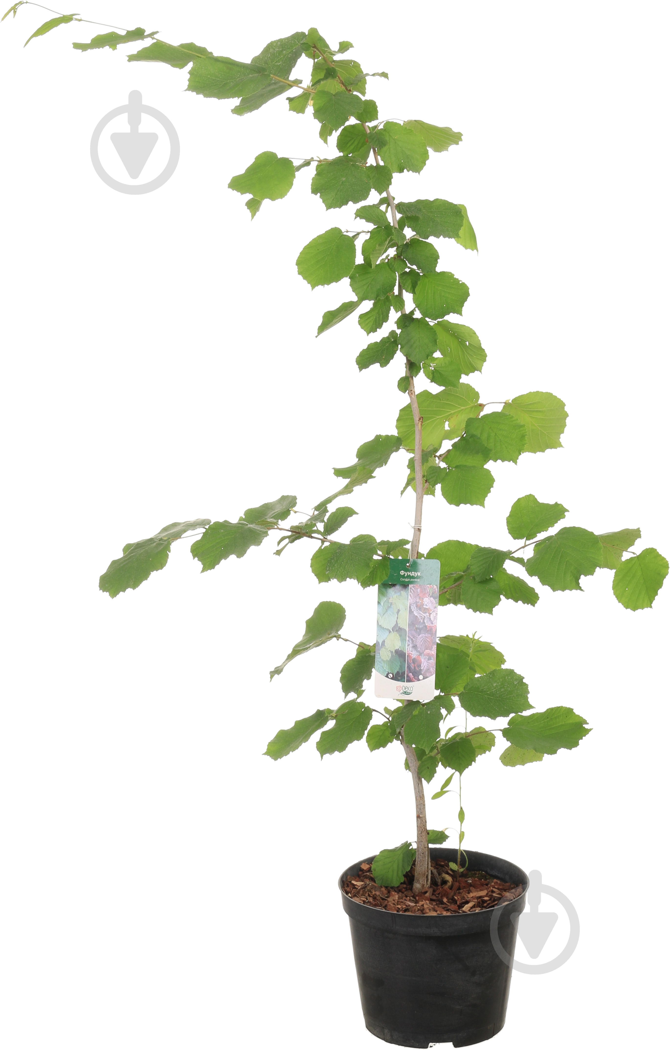 Саджанець фундук Corylus pontica 2р (C7) - фото 1 Саджанець фундук Corylus pontica 2р (C7) - фото 1