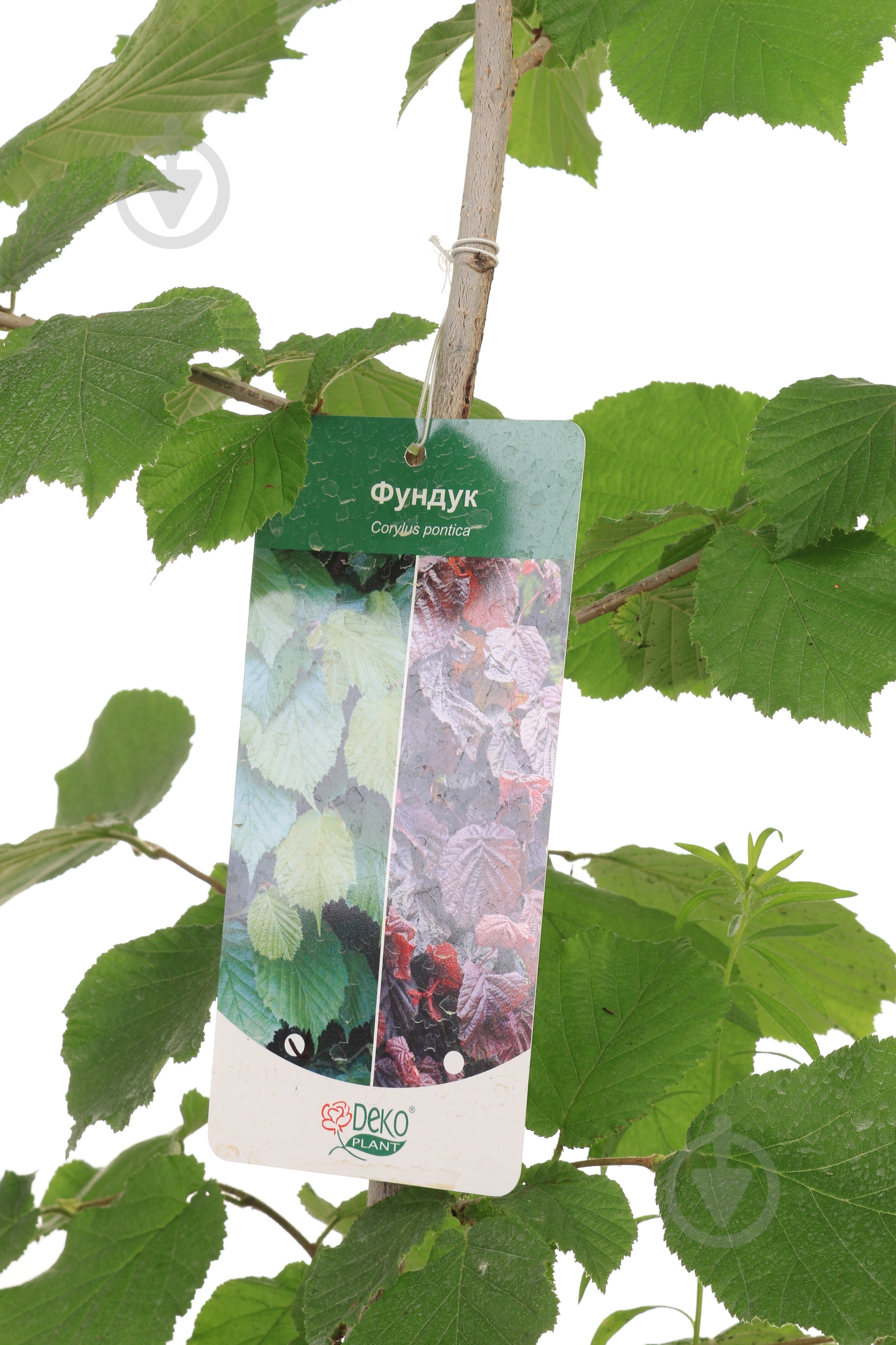 Саджанець фундук Corylus pontica 2р (C7) - фото 4 Саджанець фундук Corylus pontica 2р (C7) - фото 4