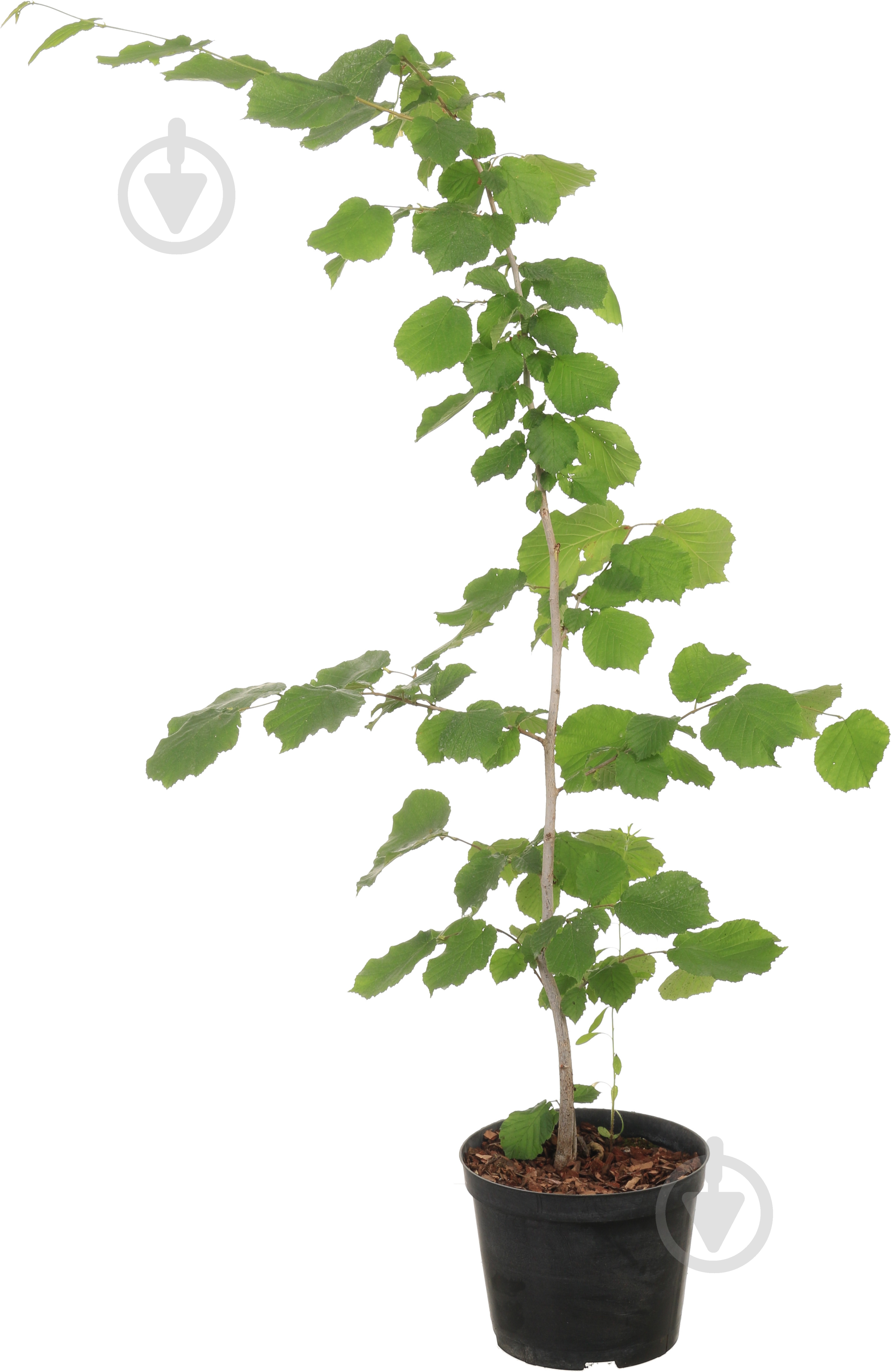 Саджанець фундук Corylus pontica 2р (C7) - фото 2 Саджанець фундук Corylus pontica 2р (C7) - фото 2