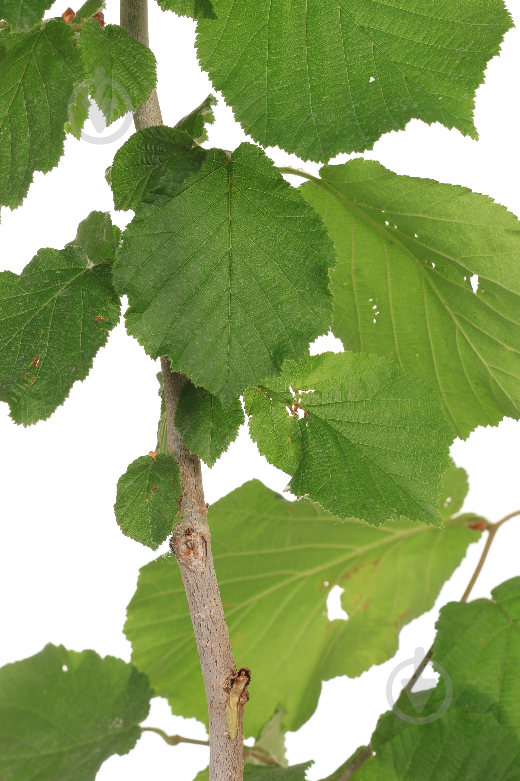 Саджанець фундук Corylus pontica 2р (C7) - фото 3 Саджанець фундук Corylus pontica 2р (C7) - фото 3