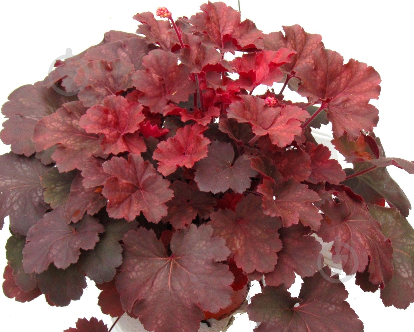 Растение декоративное Гейхера "Cherry Cola" (Heuchera "Cherry Cola") - фото 1