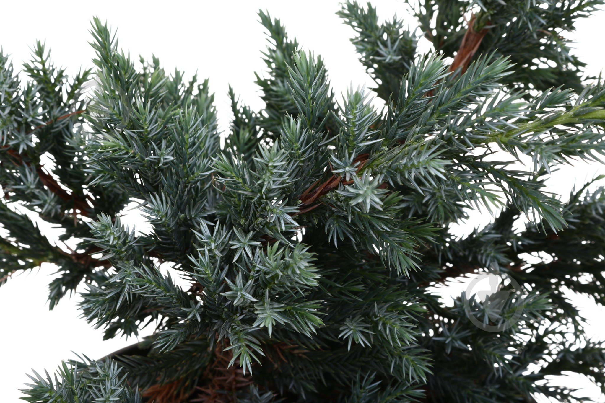 Рослина Ялівець Blue Carpet C3 - фото 2