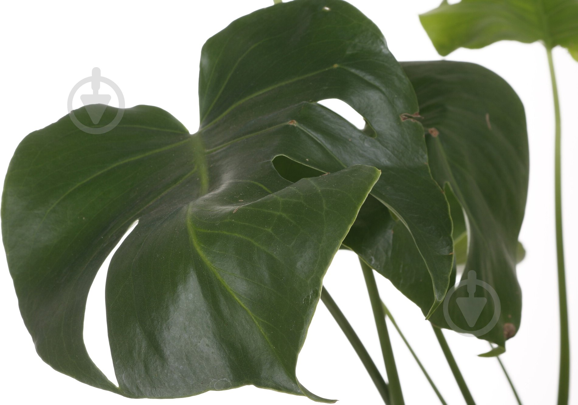 Растение комнатное Монстера 14/45 - фото 2 Растение комнатное Монстера 14/45 - фото 2