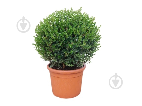 Саджанець MegaPlant Самшит вічнозелений С5 30-35 см - фото 1 Саджанець MegaPlant Самшит вічнозелений С5 30-35 см - фото 1