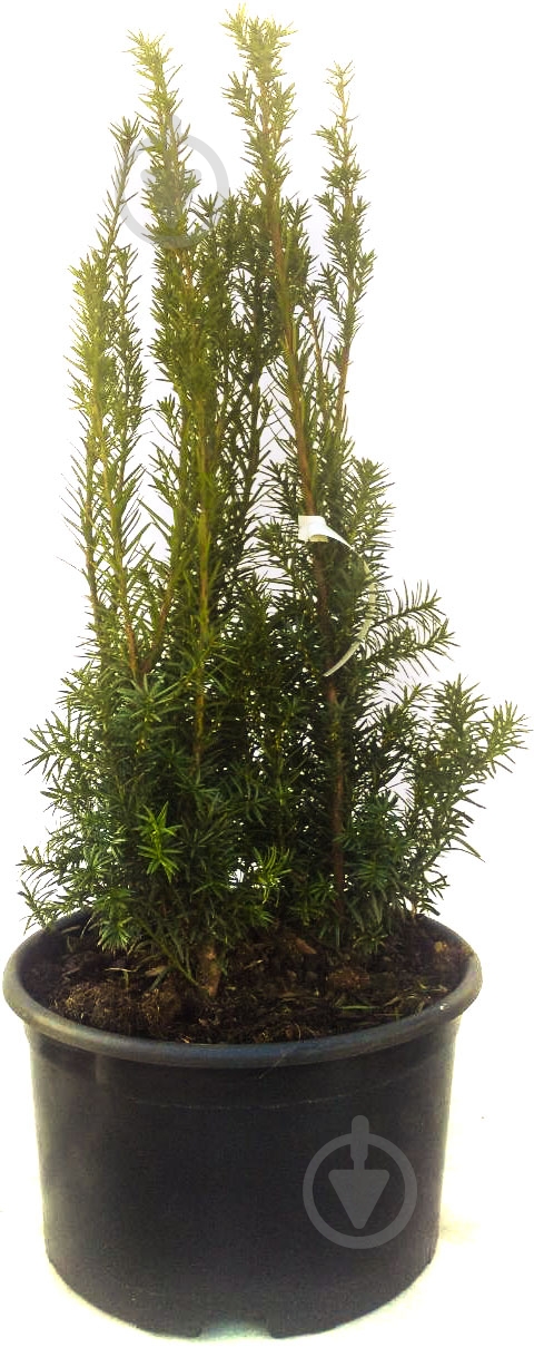 Саджанець MegaPlant Тис середній Hicksii С12 70-90 - фото 1