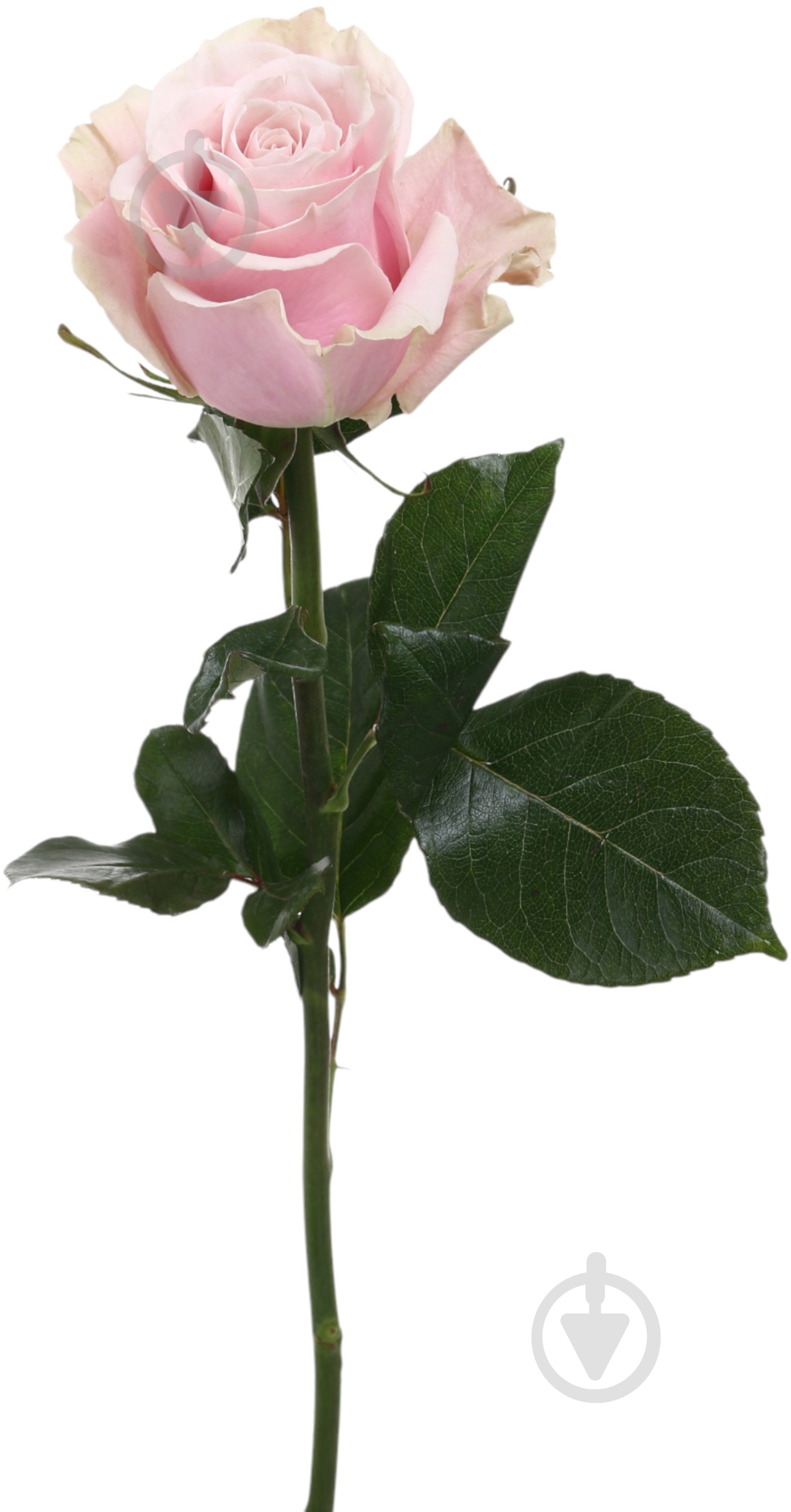 Роза Pink Mondial одноголовая классическая 80 см розовая (Нидерланды) - фото 1