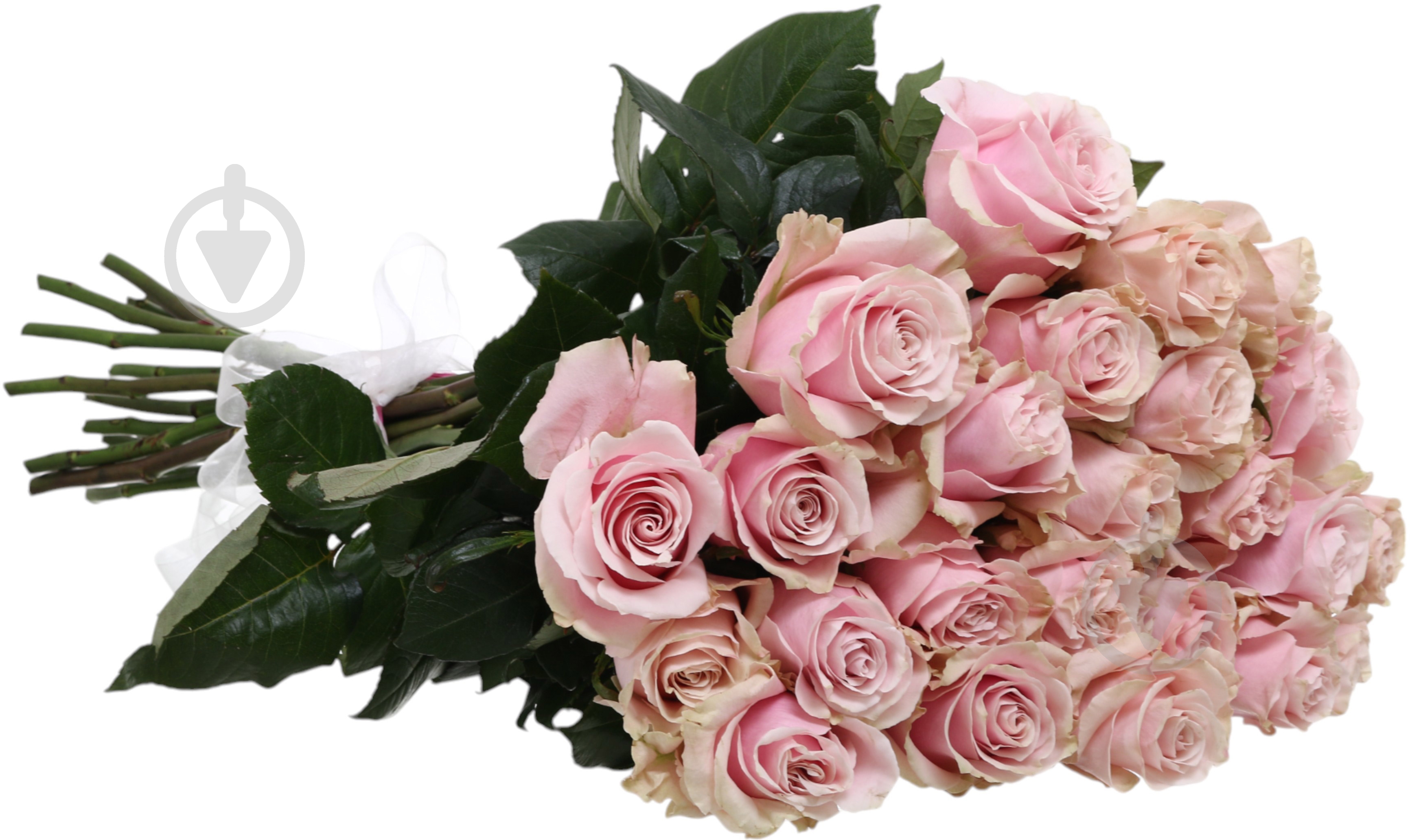 Роза Pink Mondial одноголовая классическая 80 см розовая (Нидерланды) - фото 2