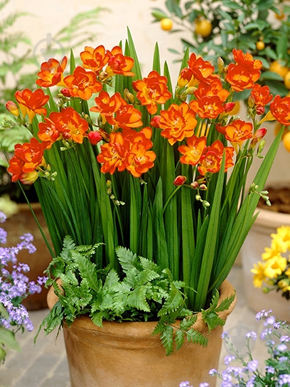 Клубнелуковица TUBERBULB Export B.V. фрезии махровой оранжевой 5 шт. - фото 1 Клубнелуковица TUBERBULB Export B.V. фрезии махровой оранжевой 5 шт. - фото 1