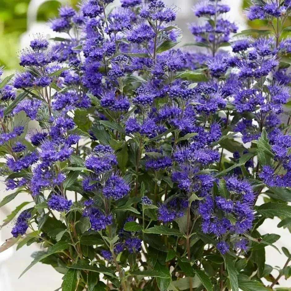 Растение Кариоптерис кландонский Kew Blue С3 - фото 1