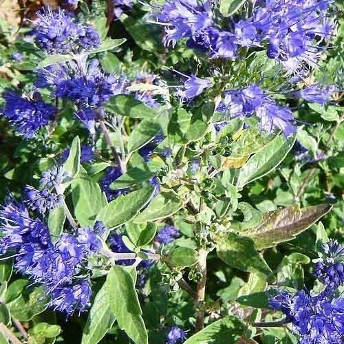 Растение Кариоптерис кландонский Kew Blue С3 - фото 2