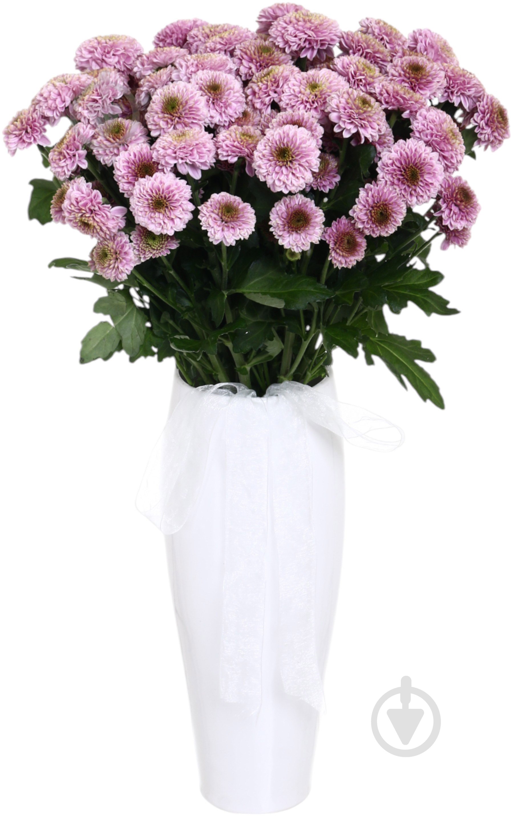 Хризантема Doria фіолетова (Нідерланди) - фото 3