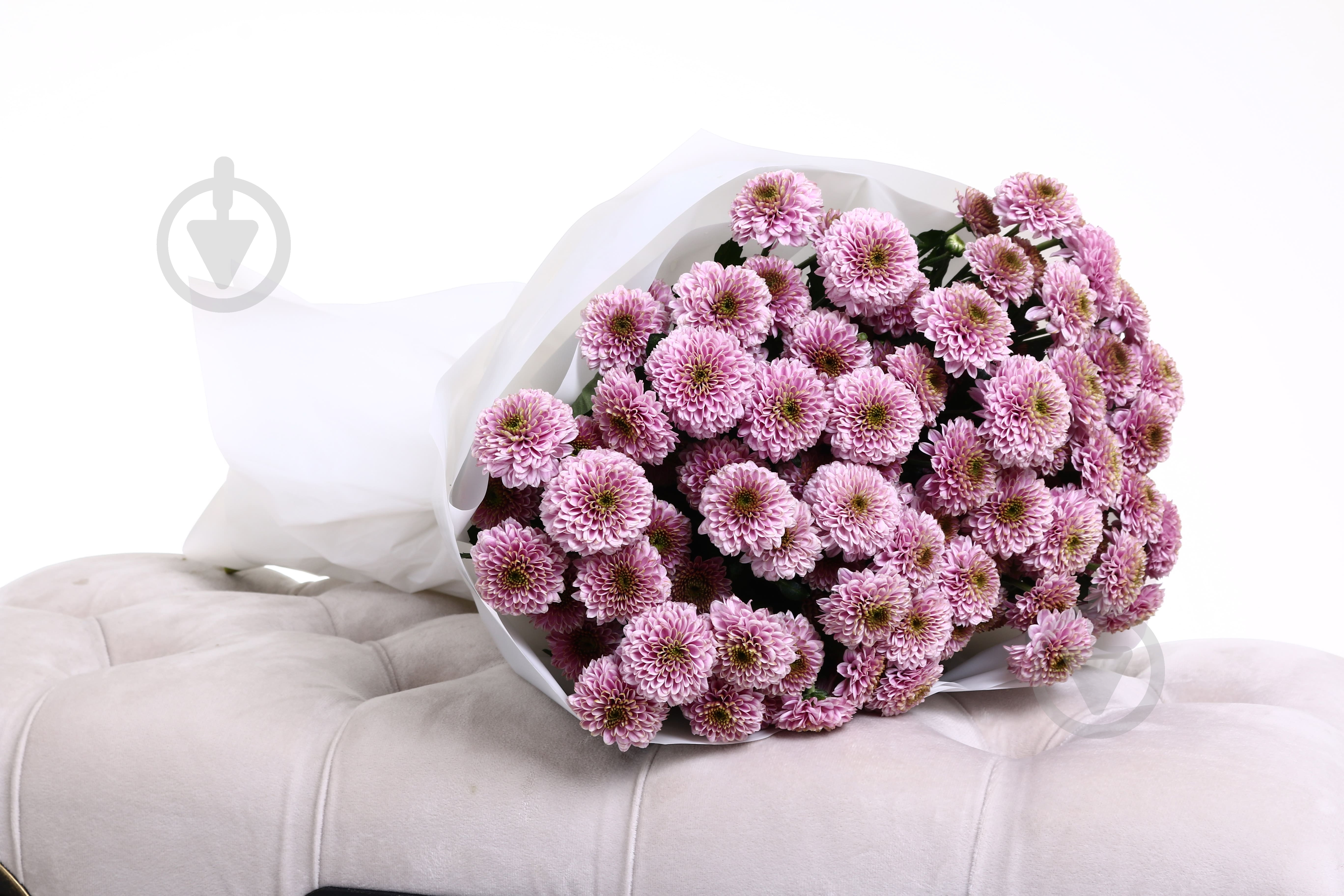 Хризантема Doria фіолетова (Нідерланди) - фото 5