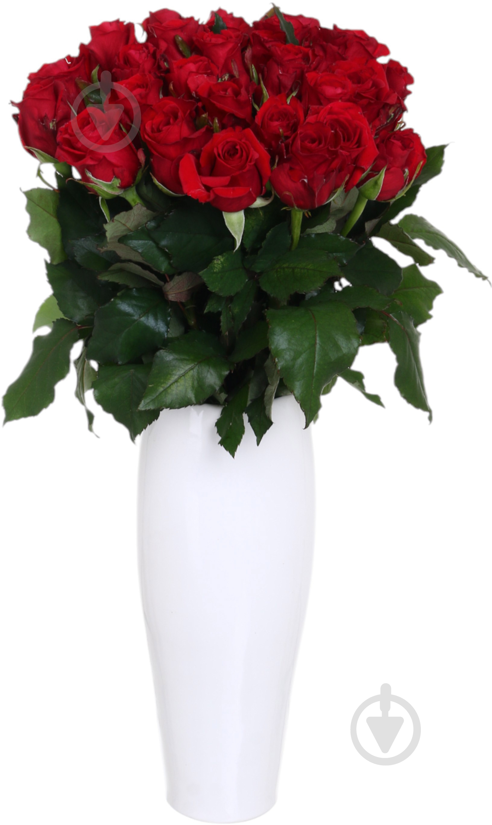 Троянда Ред ігл одноголова класична 70 см червона (Україна) - фото 1