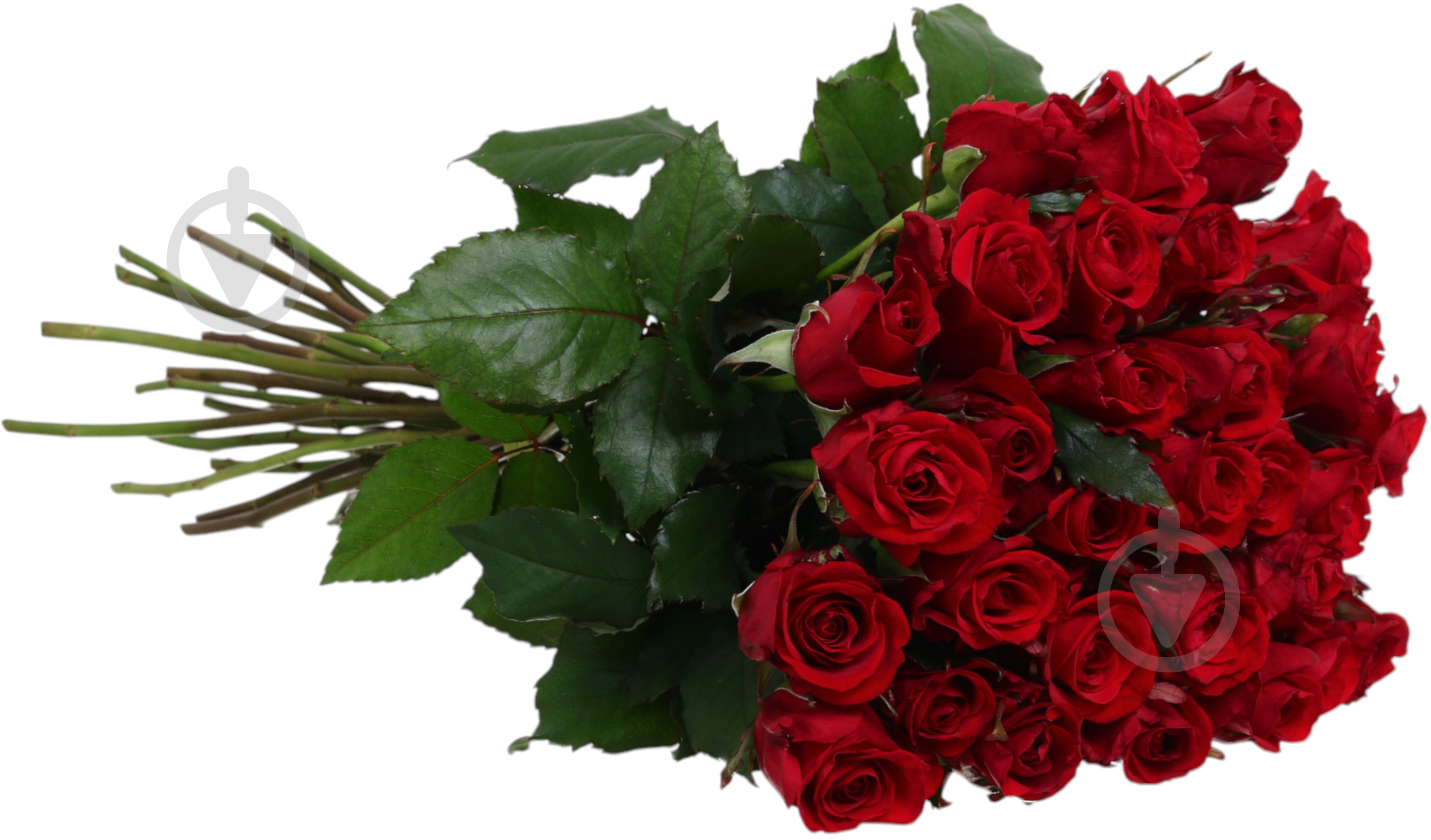 Троянда Ред ігл одноголова класична 70 см червона (Україна) - фото 2