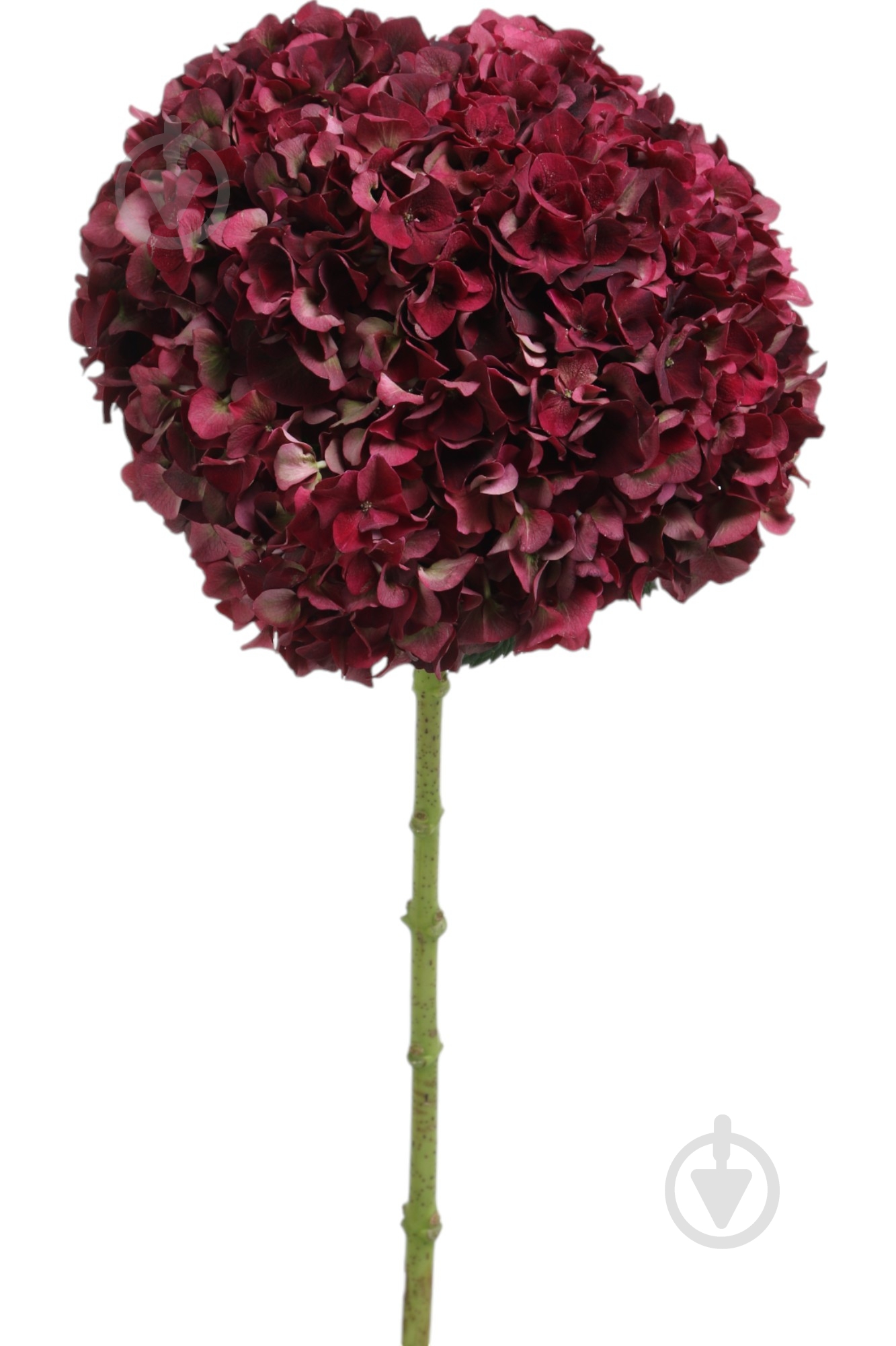 Гортензія Magical Ruby Red 50 см красный - фото 5