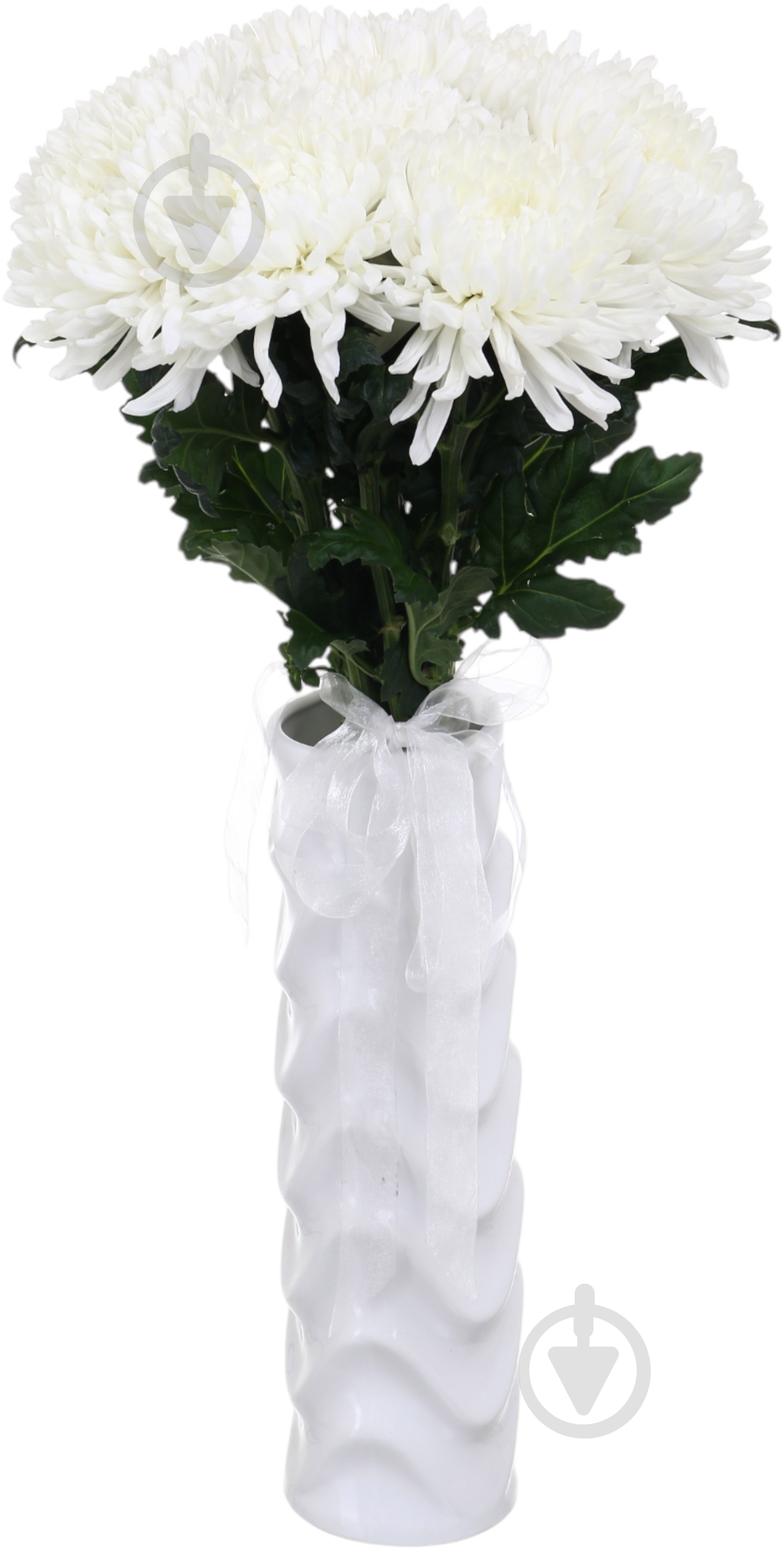 Хризантема Antonov одноголовая белая (Нидерланды) - фото 3 Хризантема Antonov одноголовая белая (Нидерланды) - фото 3