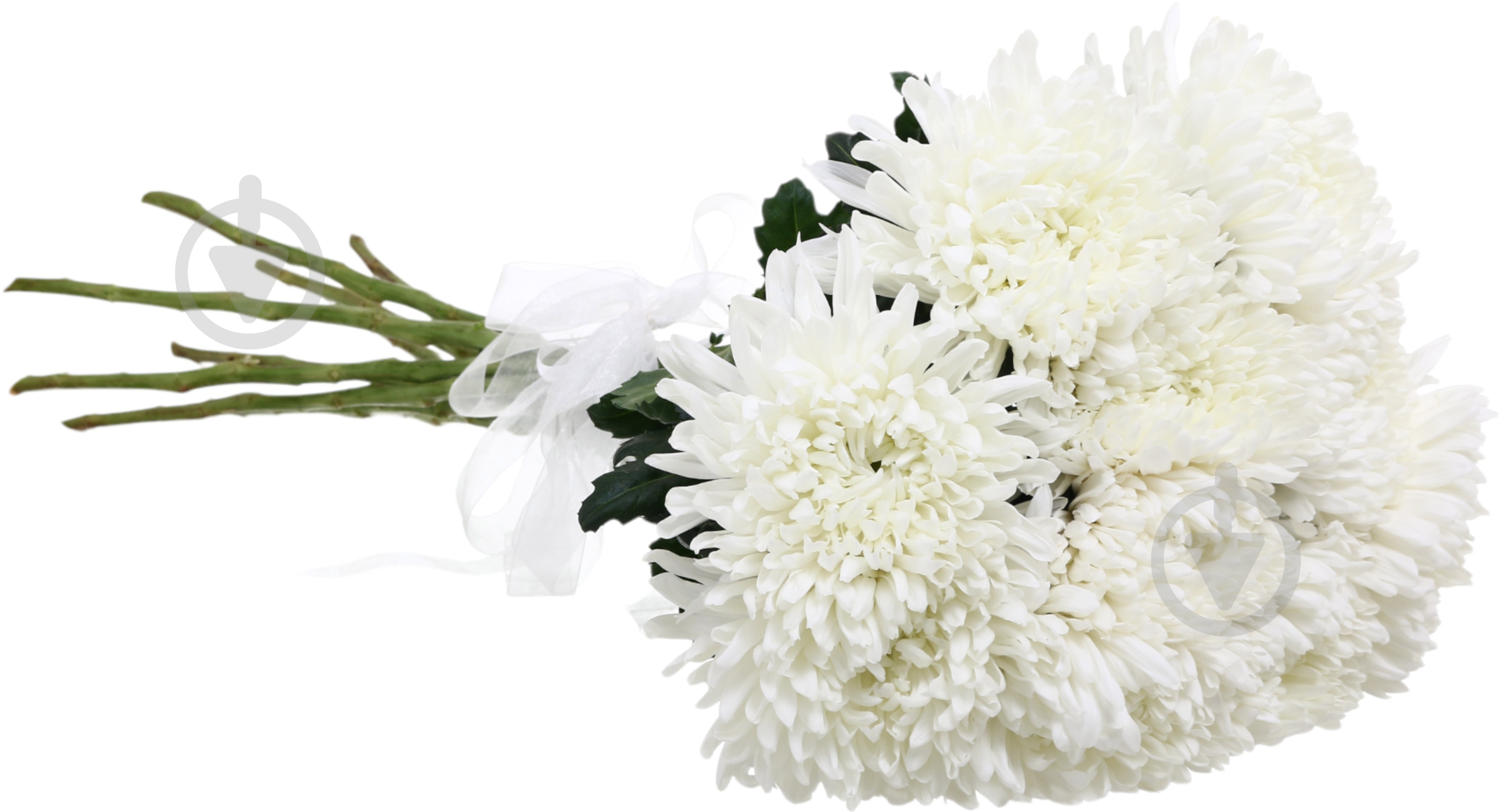 Хризантема Antonov одноголовая белая (Нидерланды) - фото 2 Хризантема Antonov одноголовая белая (Нидерланды) - фото 2