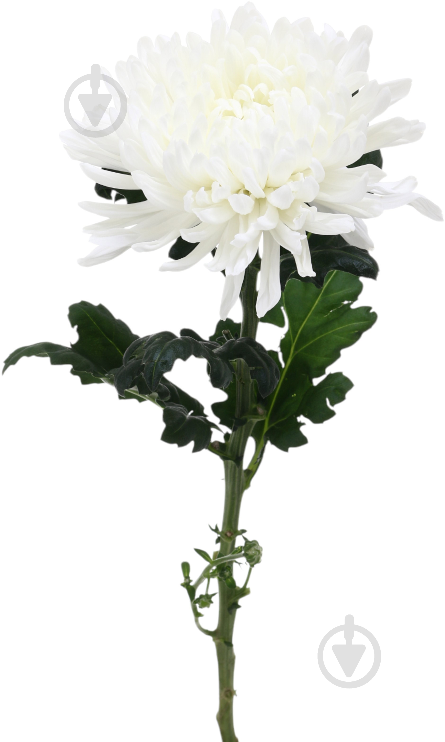 Хризантема Antonov одноголовая белая (Нидерланды) - фото 1 Хризантема Antonov одноголовая белая (Нидерланды) - фото 1