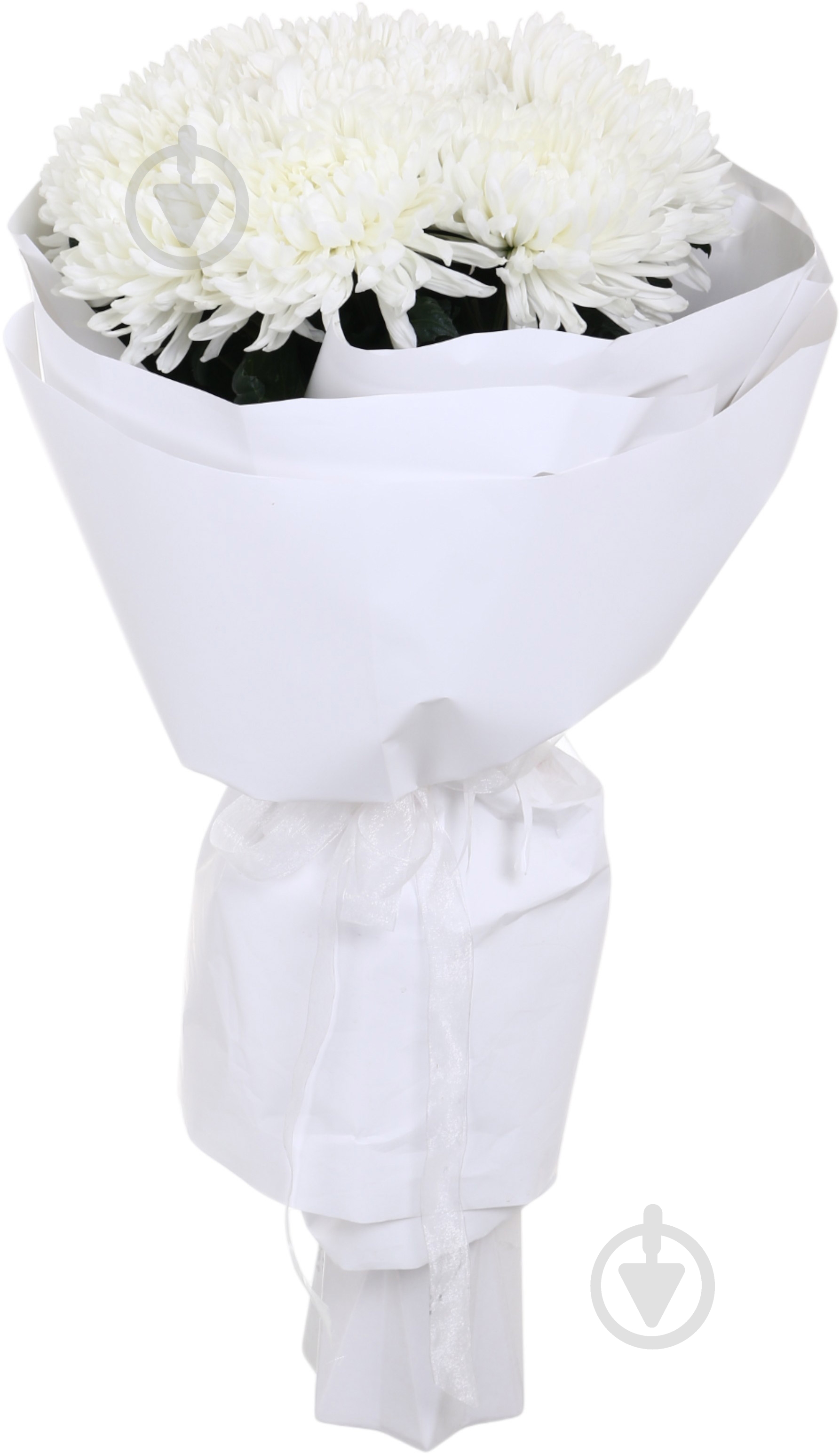 Хризантема Antonov одноголовая белая (Нидерланды) - фото 4 Хризантема Antonov одноголовая белая (Нидерланды) - фото 4