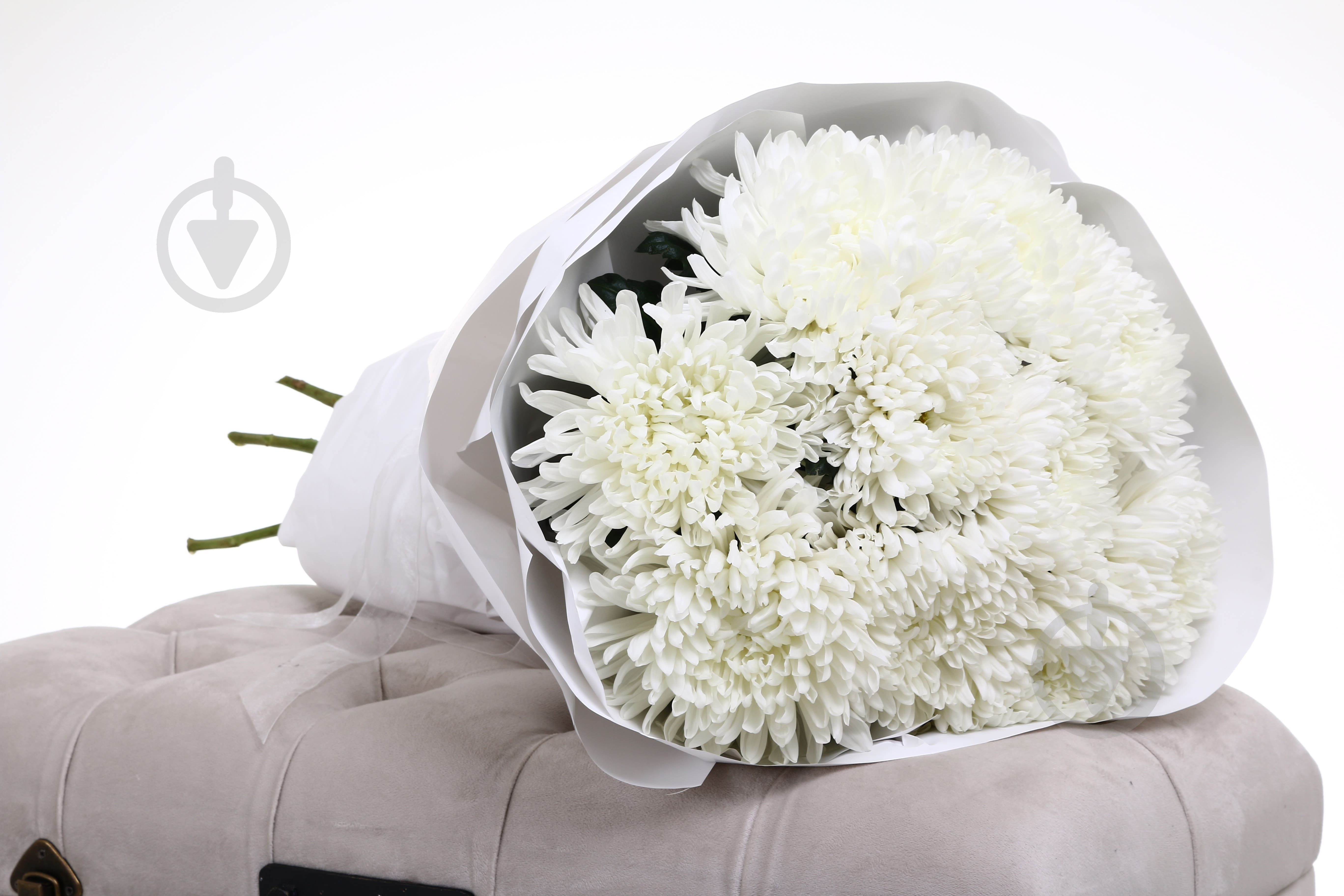 Хризантема Antonov одноголовая белая (Нидерланды) - фото 5 Хризантема Antonov одноголовая белая (Нидерланды) - фото 5