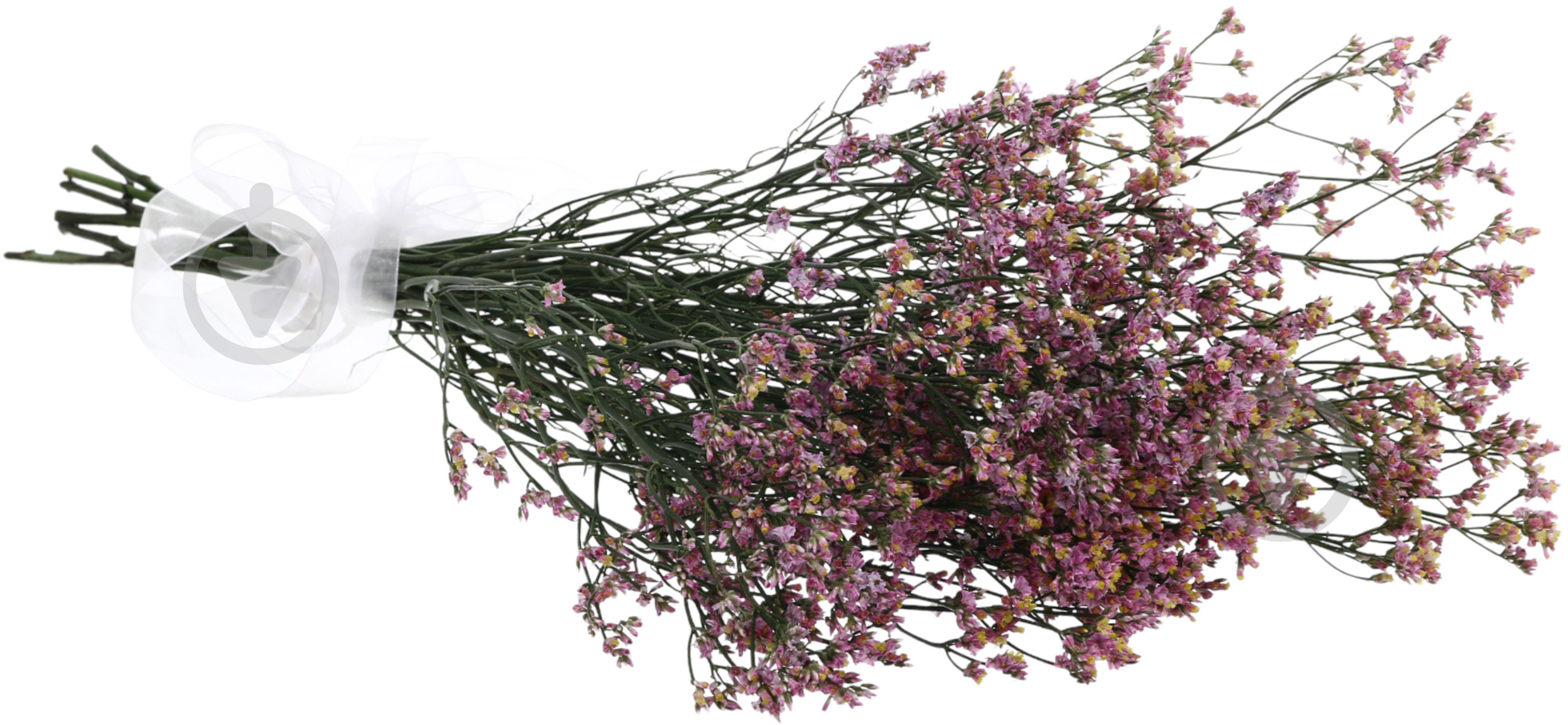 Хамелациум розовый (Нидерланды) - фото 2 Хамелациум розовый (Нидерланды) - фото 2