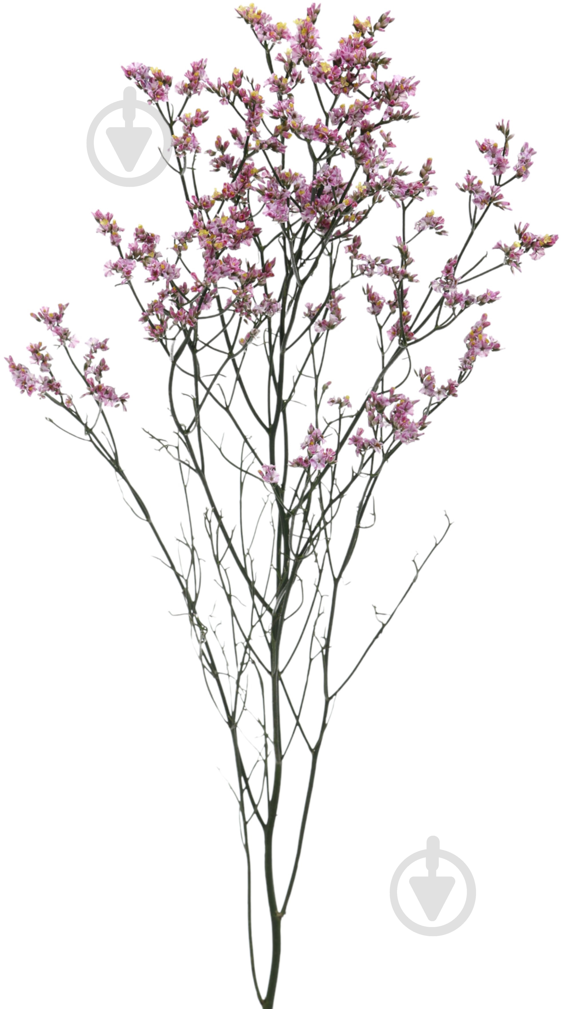 Хамелациум розовый (Нидерланды) - фото 1 Хамелациум розовый (Нидерланды) - фото 1