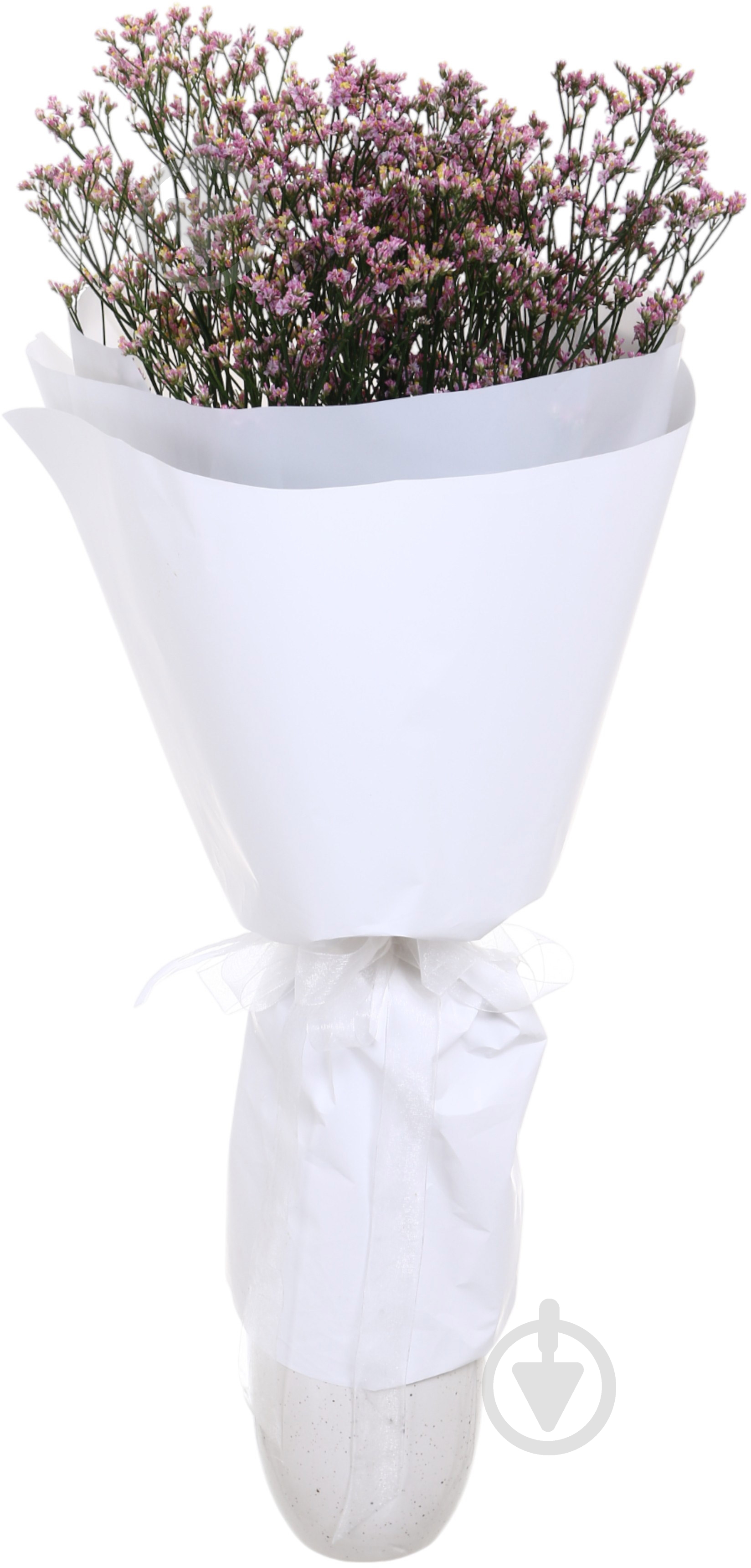 Хамелациум розовый (Нидерланды) - фото 4 Хамелациум розовый (Нидерланды) - фото 4