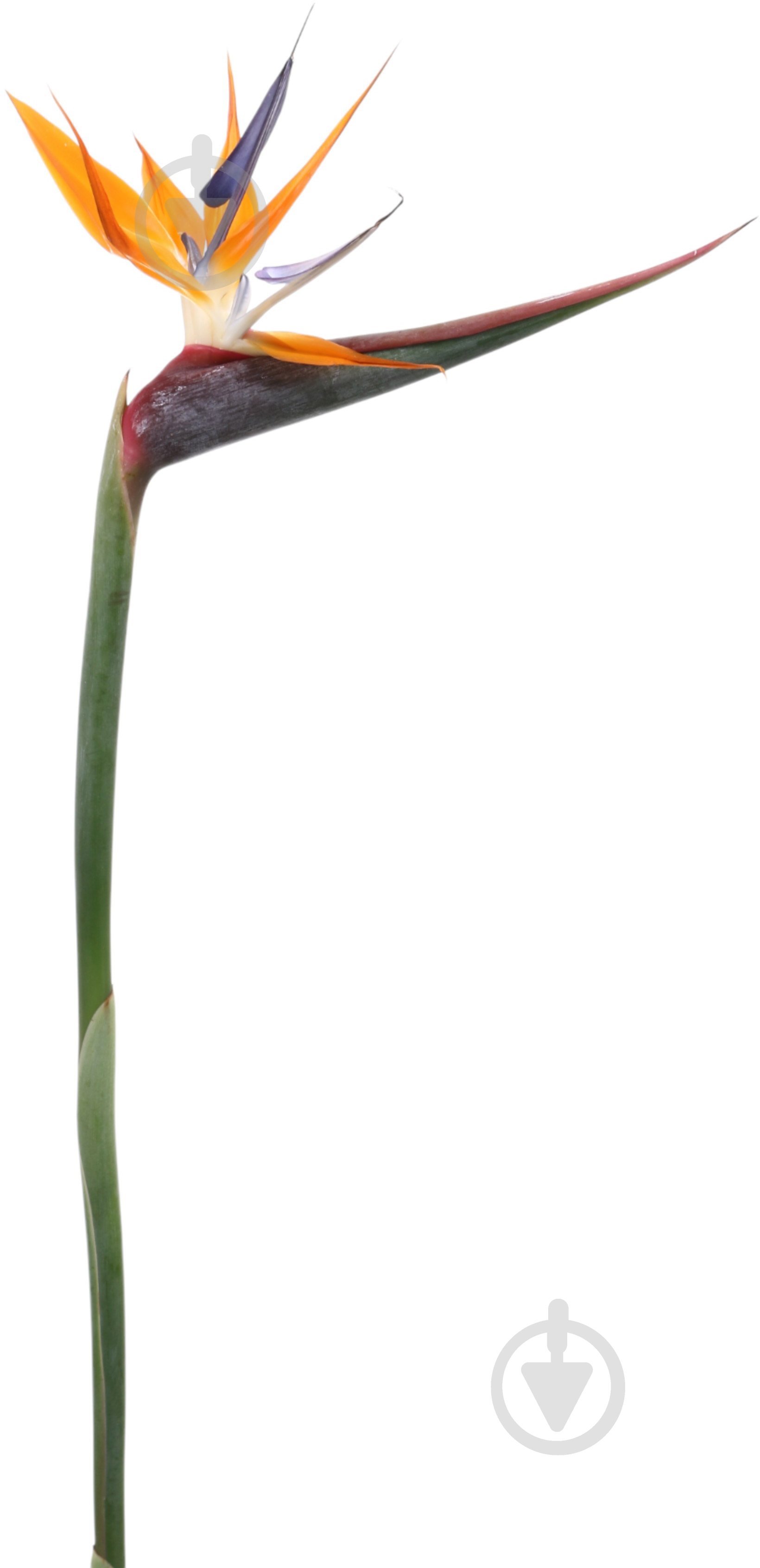 Стреліція помаранчевий - фото 1 Стреліція помаранчевий - фото 1