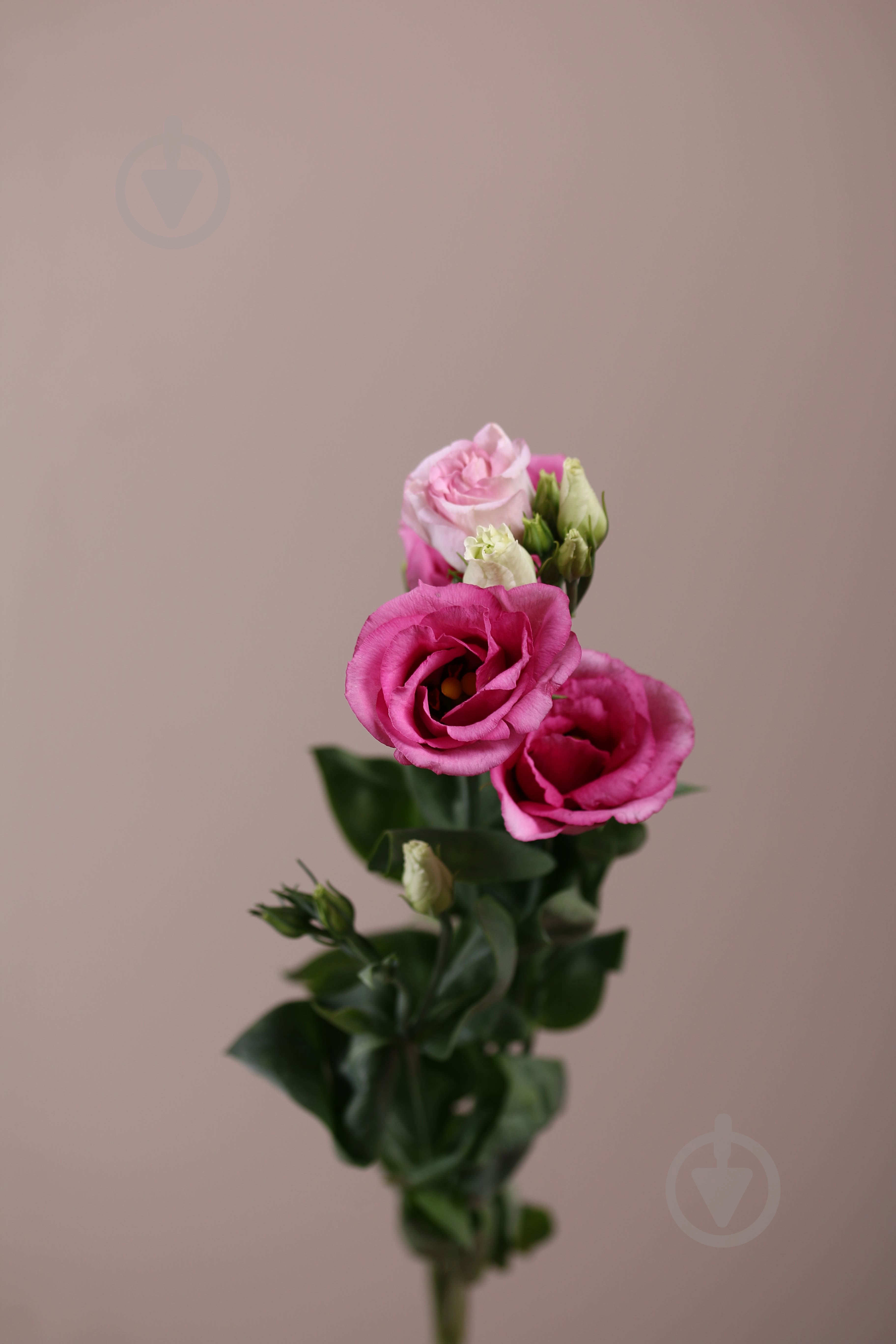 Еустома Rosita Pink рожева (Нідерланди) - фото 1