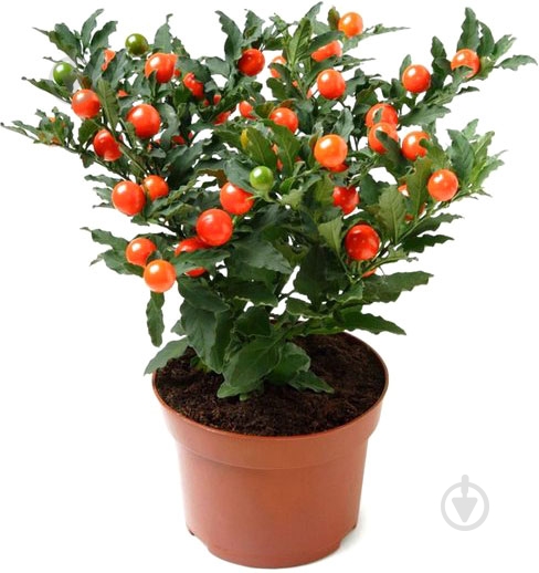 Растение комнатное Соланум 12x25-35 - фото 1