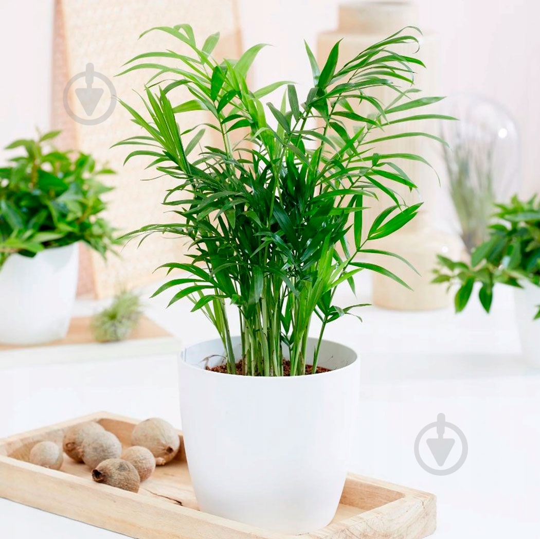 Растение Хамедорея Elegans 9x40 см - фото 3