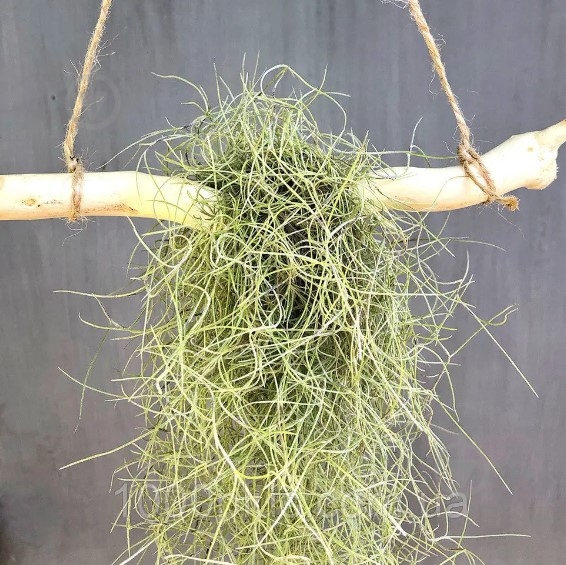 Растение Тіландсія усневидна - фото 1