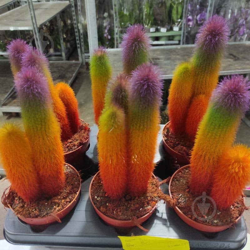 Растение Кактус 12х30 Rainbow Special - фото 1