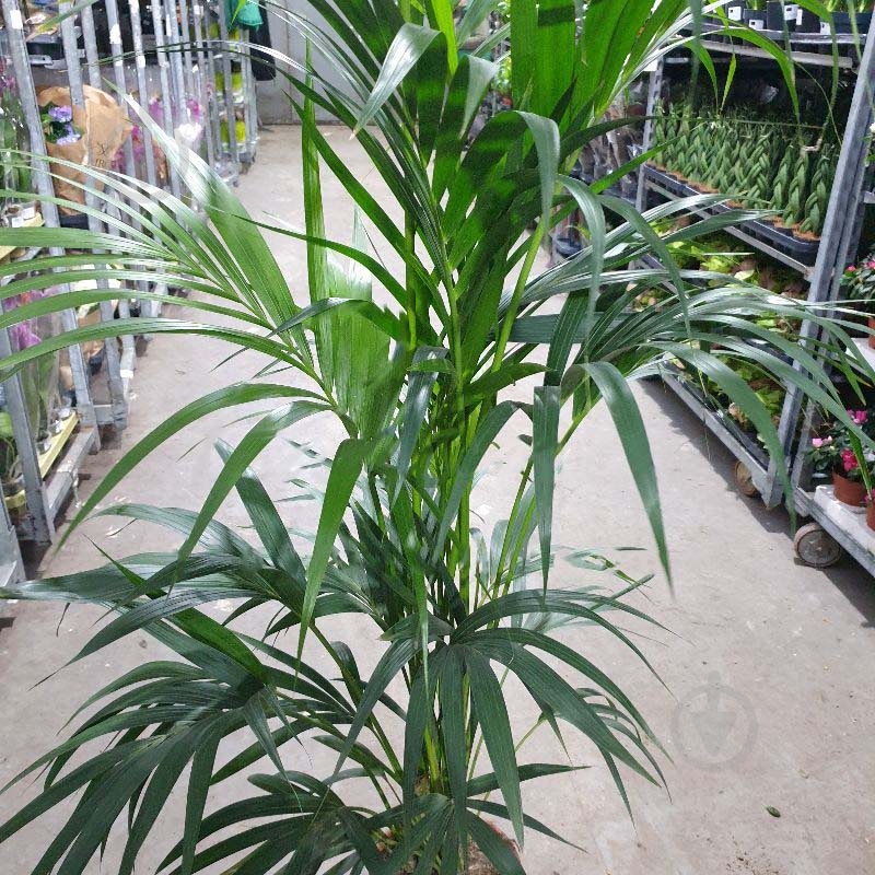 Растение Ховея 24х170 - фото 1 Растение Ховея 24х170 - фото 1