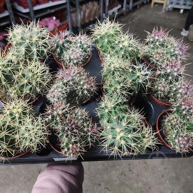 Растение Кактус 8х12 Ferocactus микс - фото 1