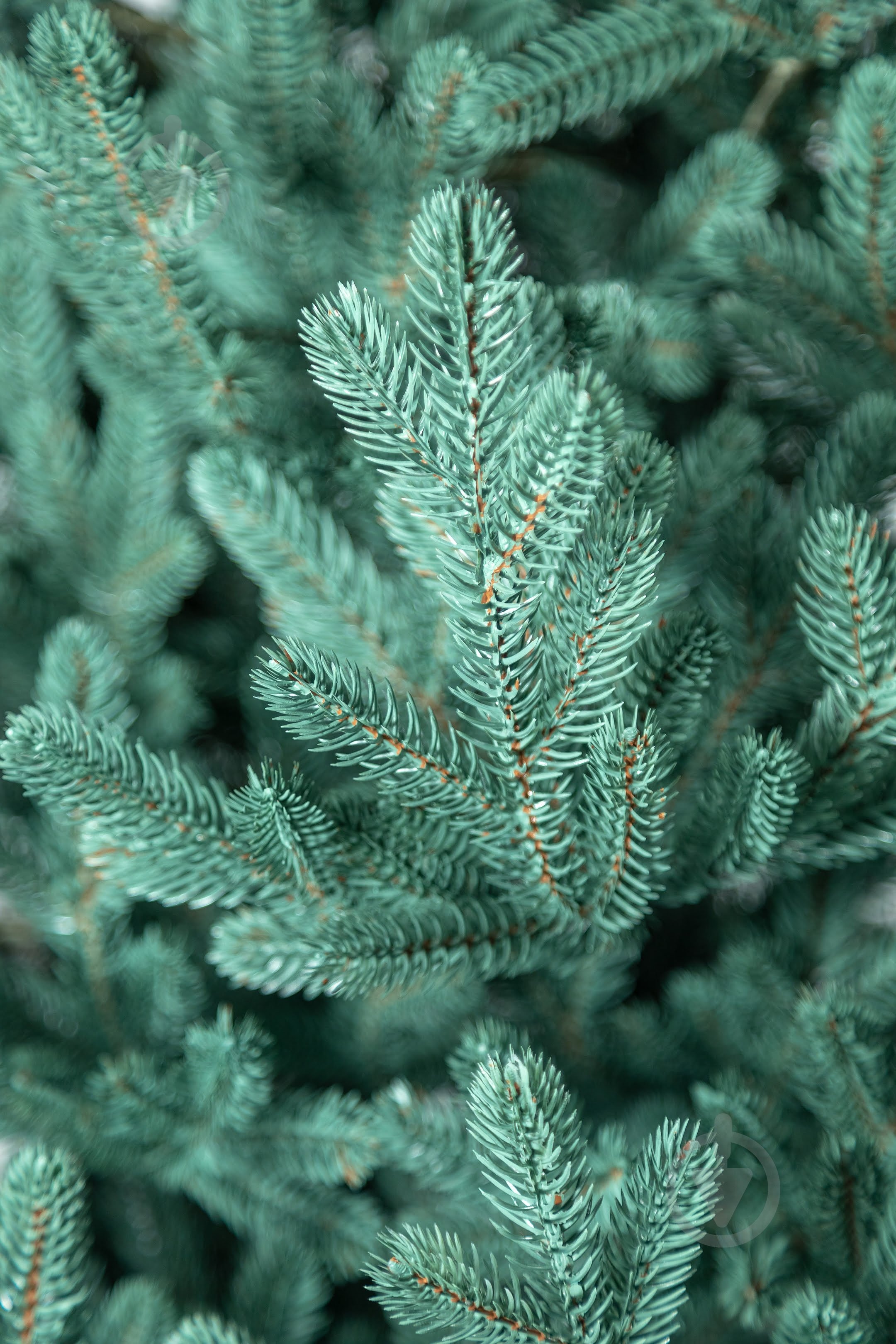 Штучна ялинка лита Віденська 1,50 м блакитний Siga Group - фото 14 Штучна ялинка лита Віденська 1,50 м блакитний Siga Group - фото 14