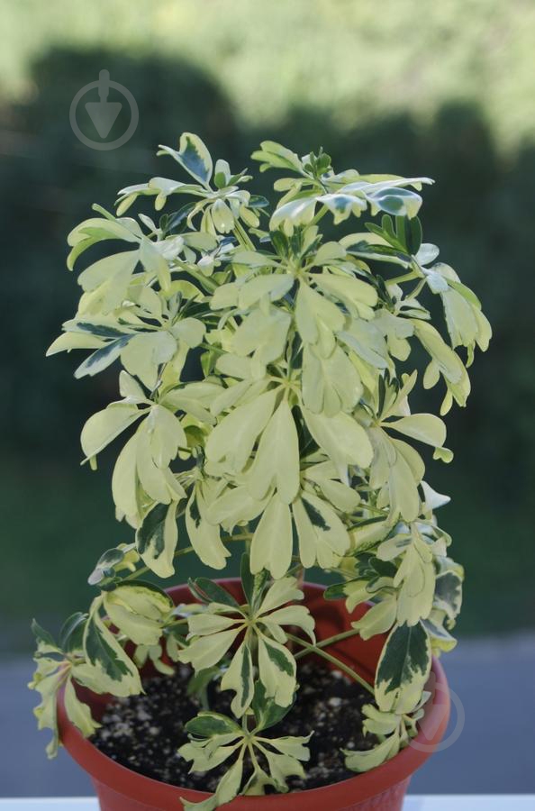 Растение комнатное Шеффлера 9/20 Schefflera Janine - фото 2