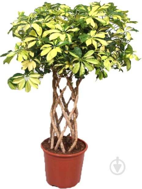Растение комнатное Шефлера 21/110 Schefflera Trinette - фото 1
